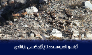 ئونسۇ ناھىيەسىدە تاغ ئۆچكىسى بايقالدى